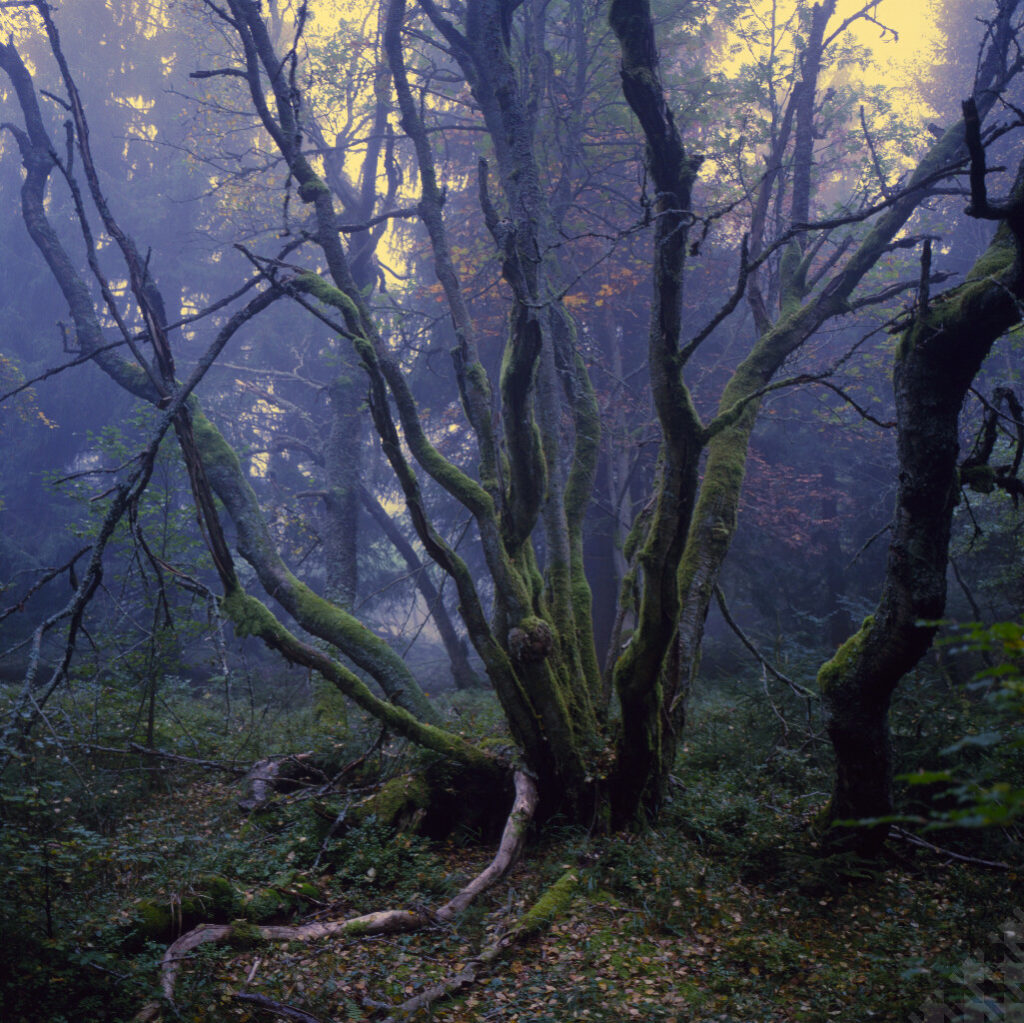 Dvorský les, Rýchory, Czech Rep.
<br>Shot on Fujifilm Velvia 50